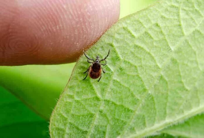 Lyme Hastalığı Nedir? Nedenleri, Belirtileri ve Tedavisi